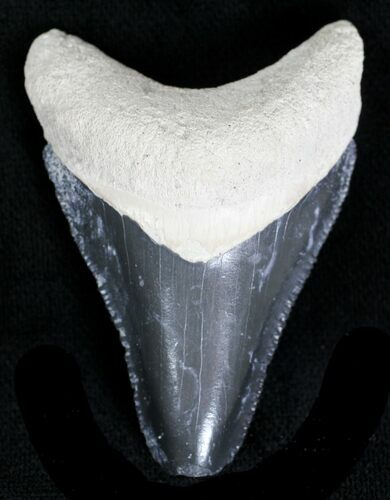 Serrated, Grey Bone Valley Megalodon Tooth #21555